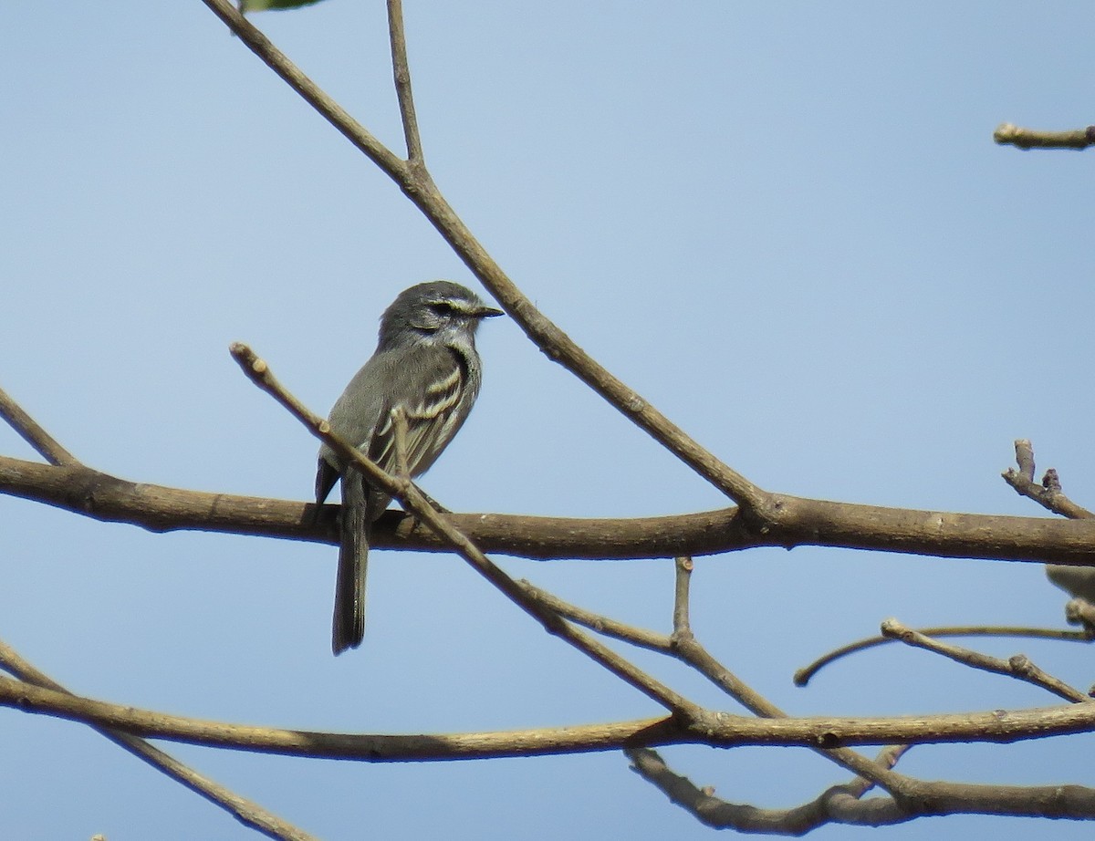 White-crested Tyrannulet (White-bellied) - ML623695929