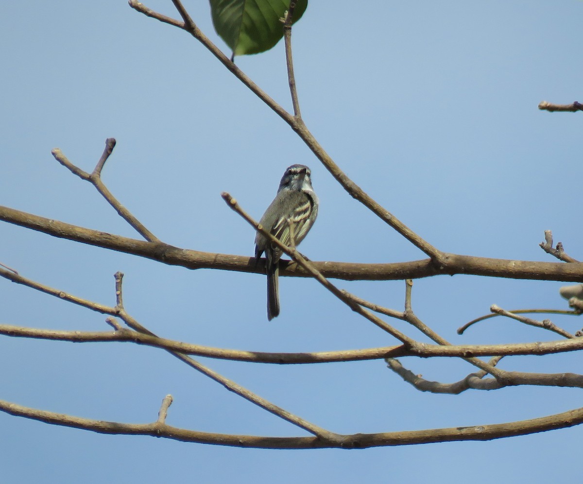 White-crested Tyrannulet (White-bellied) - ML623695930