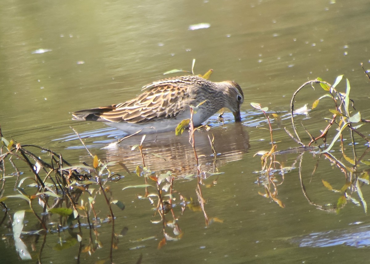 Pectoral Sandpiper - ML623695945