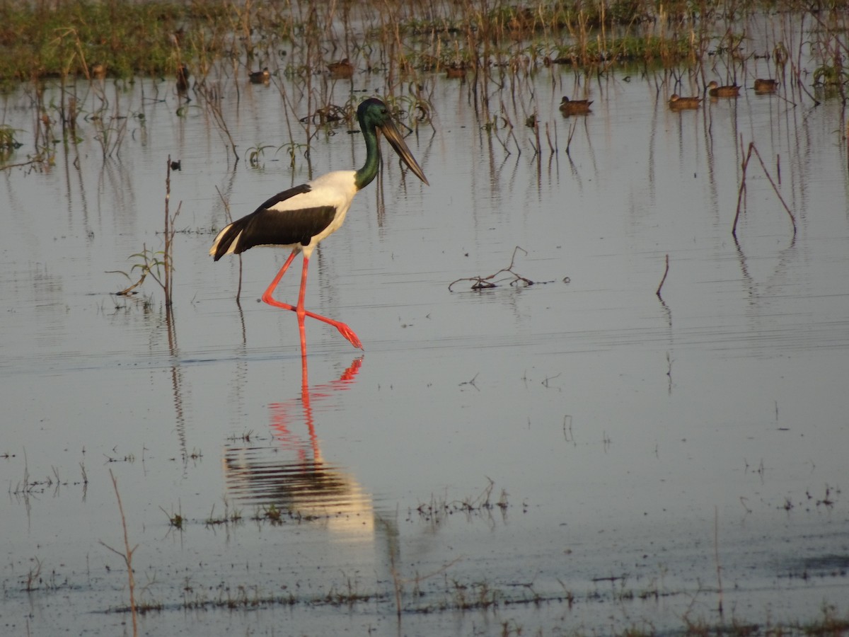 Black-necked Stork - ML623695959