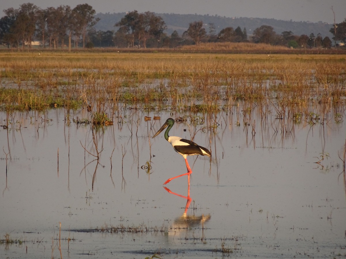 Black-necked Stork - ML623695960