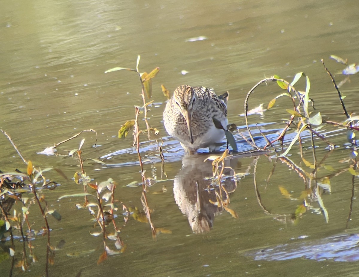 Pectoral Sandpiper - ML623695964