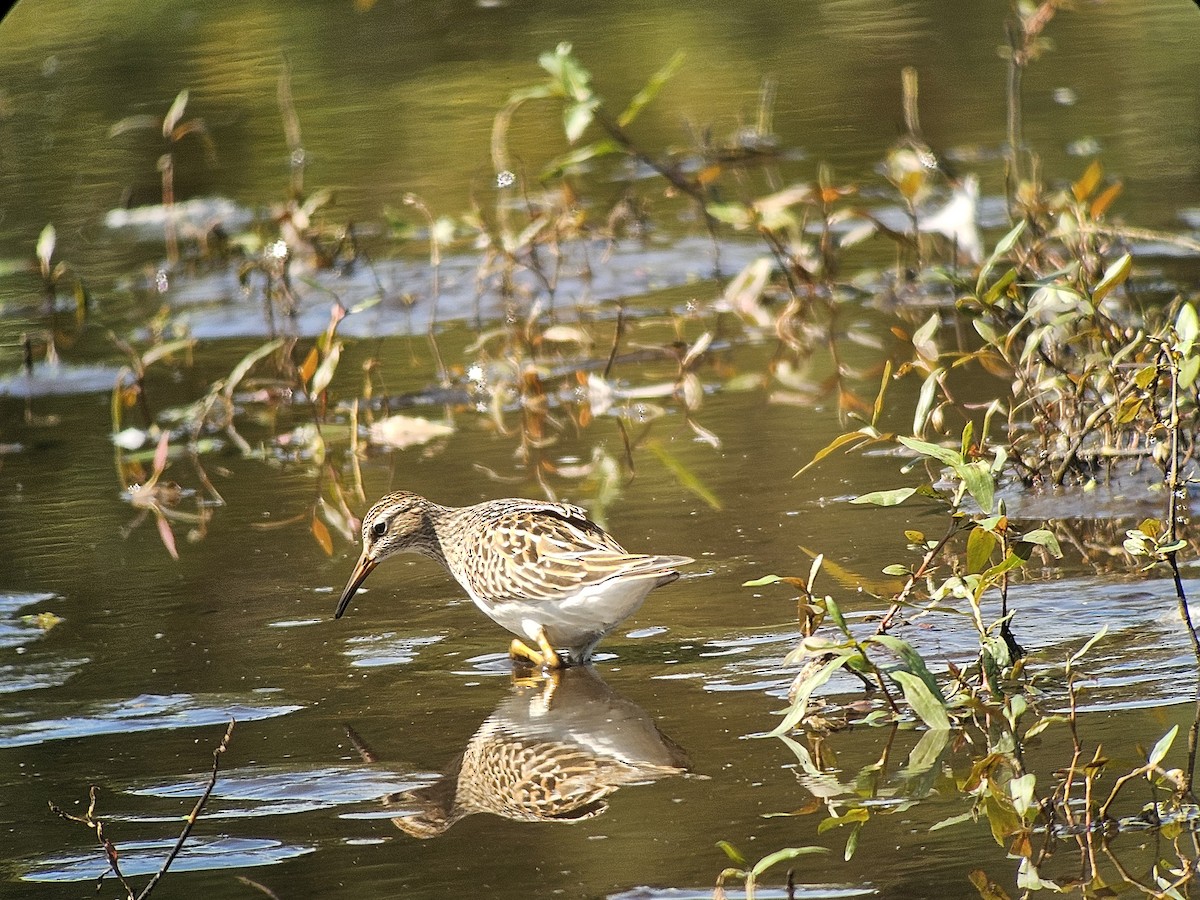 Pectoral Sandpiper - ML623695976