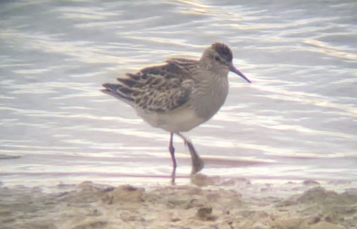 Pectoral Sandpiper - Paige O