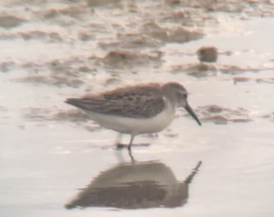 Western Sandpiper - Paige O