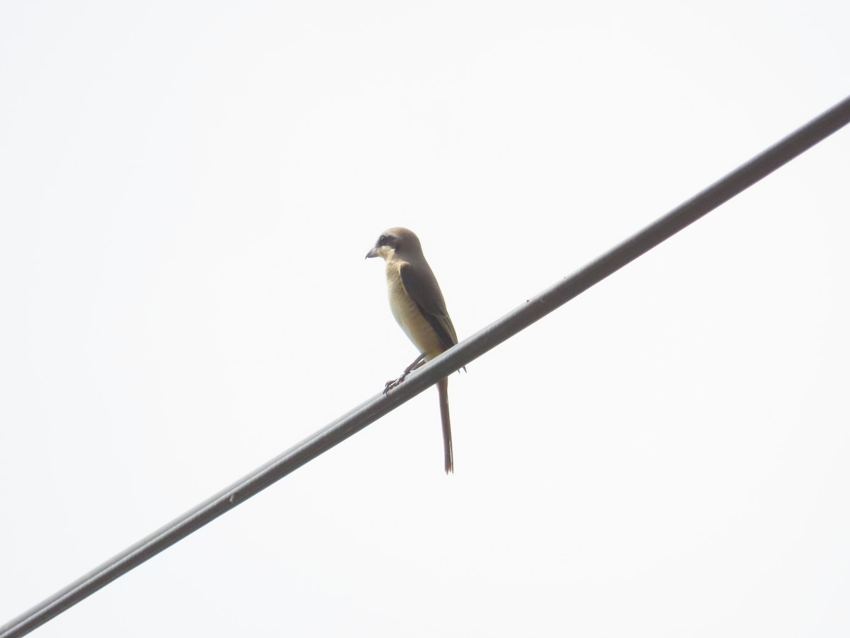 Brown Shrike (Philippine) - ML623696042