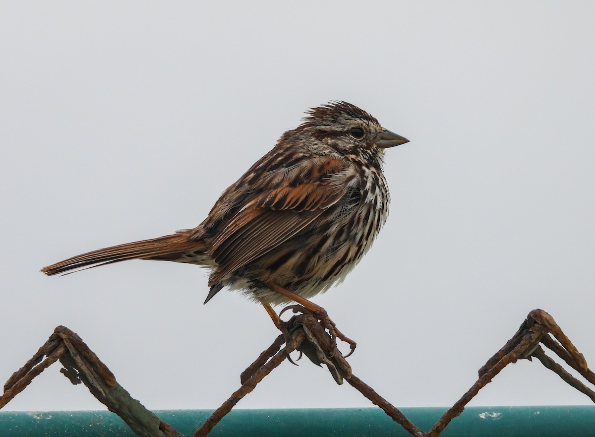 Song Sparrow - ML623696043