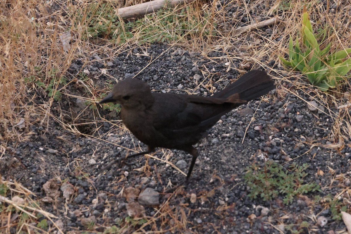 Brewer's Blackbird - ML623696147