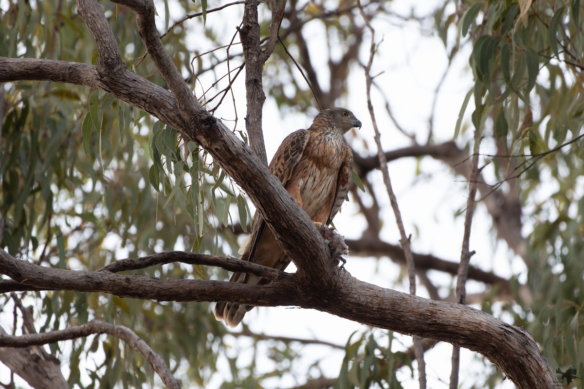 Red Goshawk - Murray Kelman