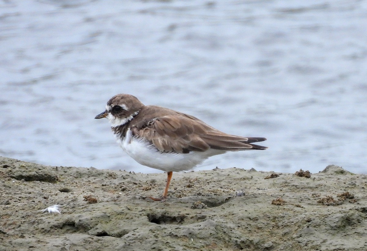 Semipalmated Plover - ML623696185