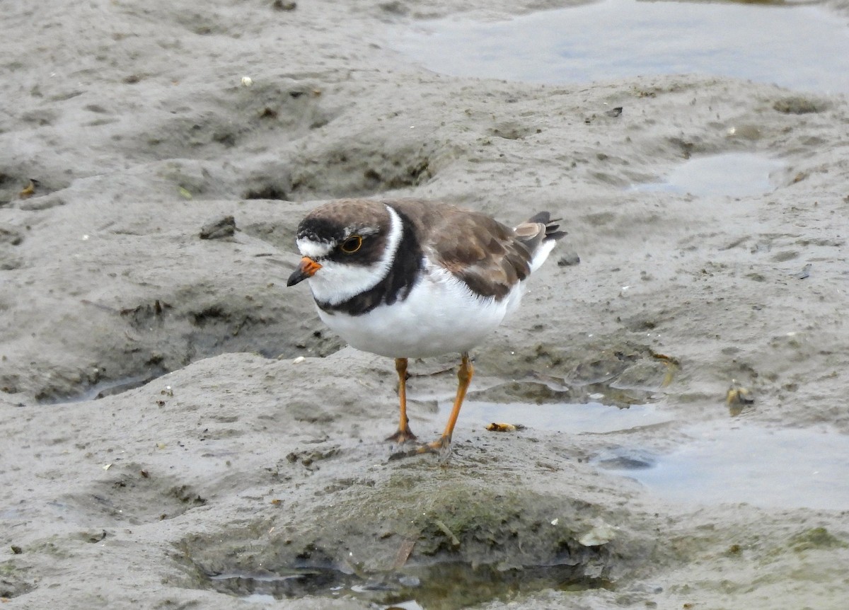 Semipalmated Plover - ML623696187