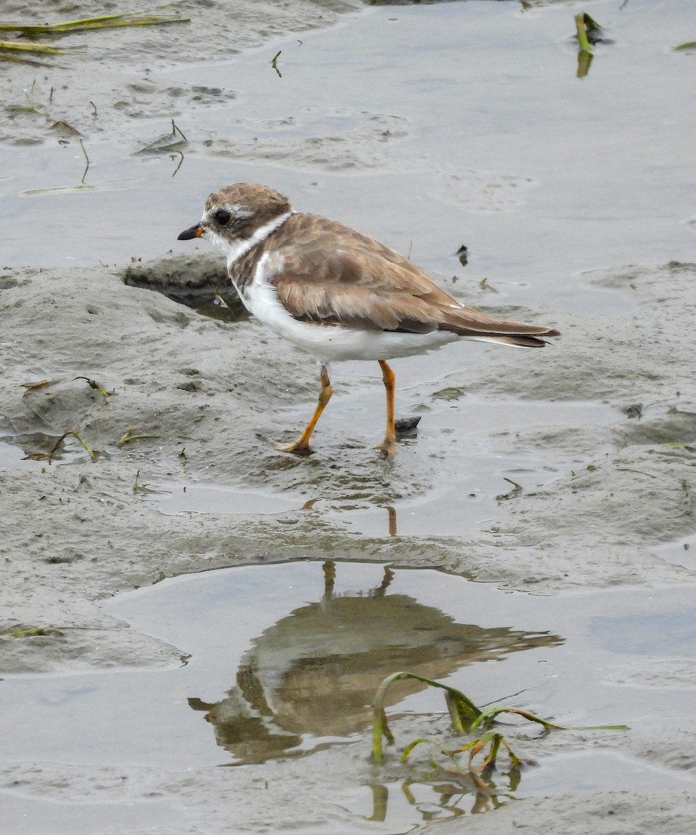 Semipalmated Plover - ML623696188