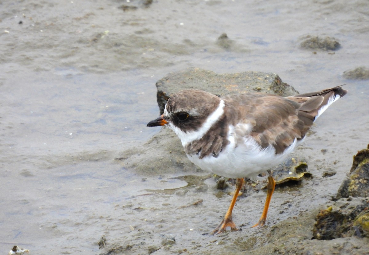 Semipalmated Plover - ML623696191