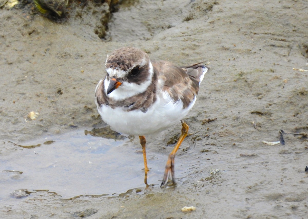 Semipalmated Plover - ML623696192