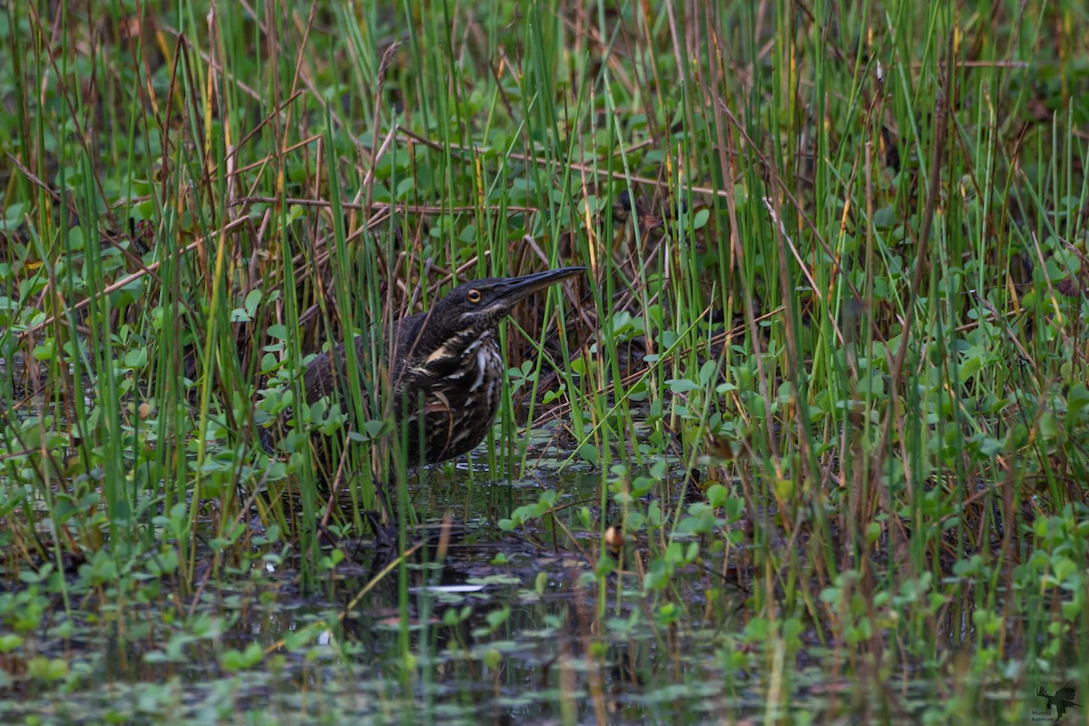 Black Bittern - ML623696253