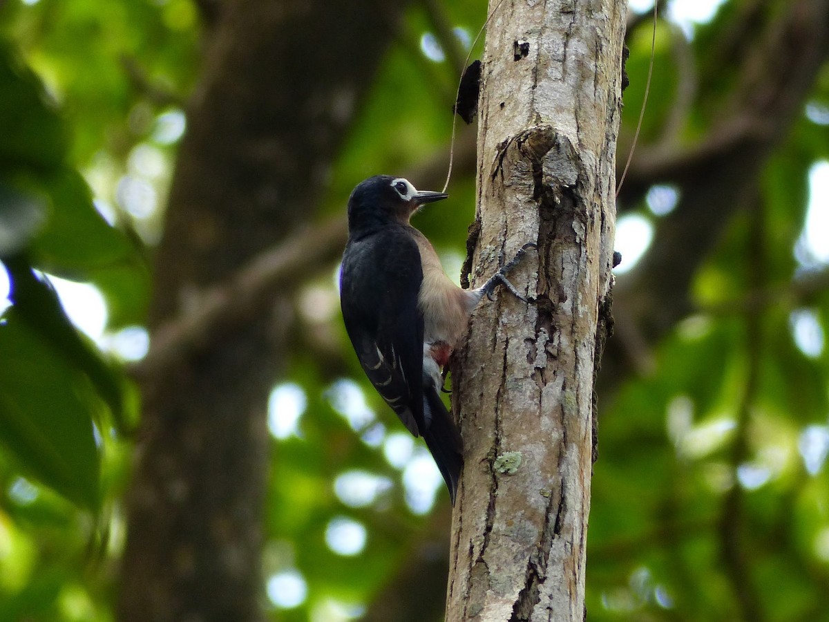 Puerto Rican Woodpecker - ML623696287