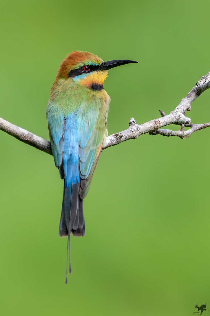 Rainbow Bee-eater - ML623696302