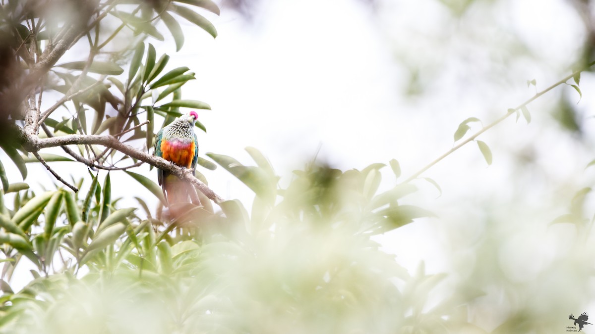 Rose-crowned Fruit-Dove - ML623696307