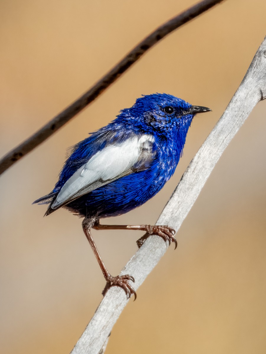 White-winged Fairywren - ML623696330