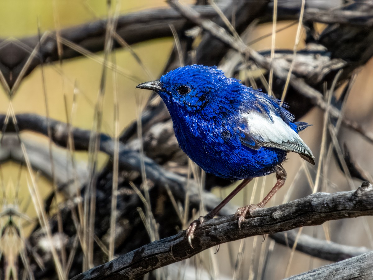 White-winged Fairywren - ML623696331