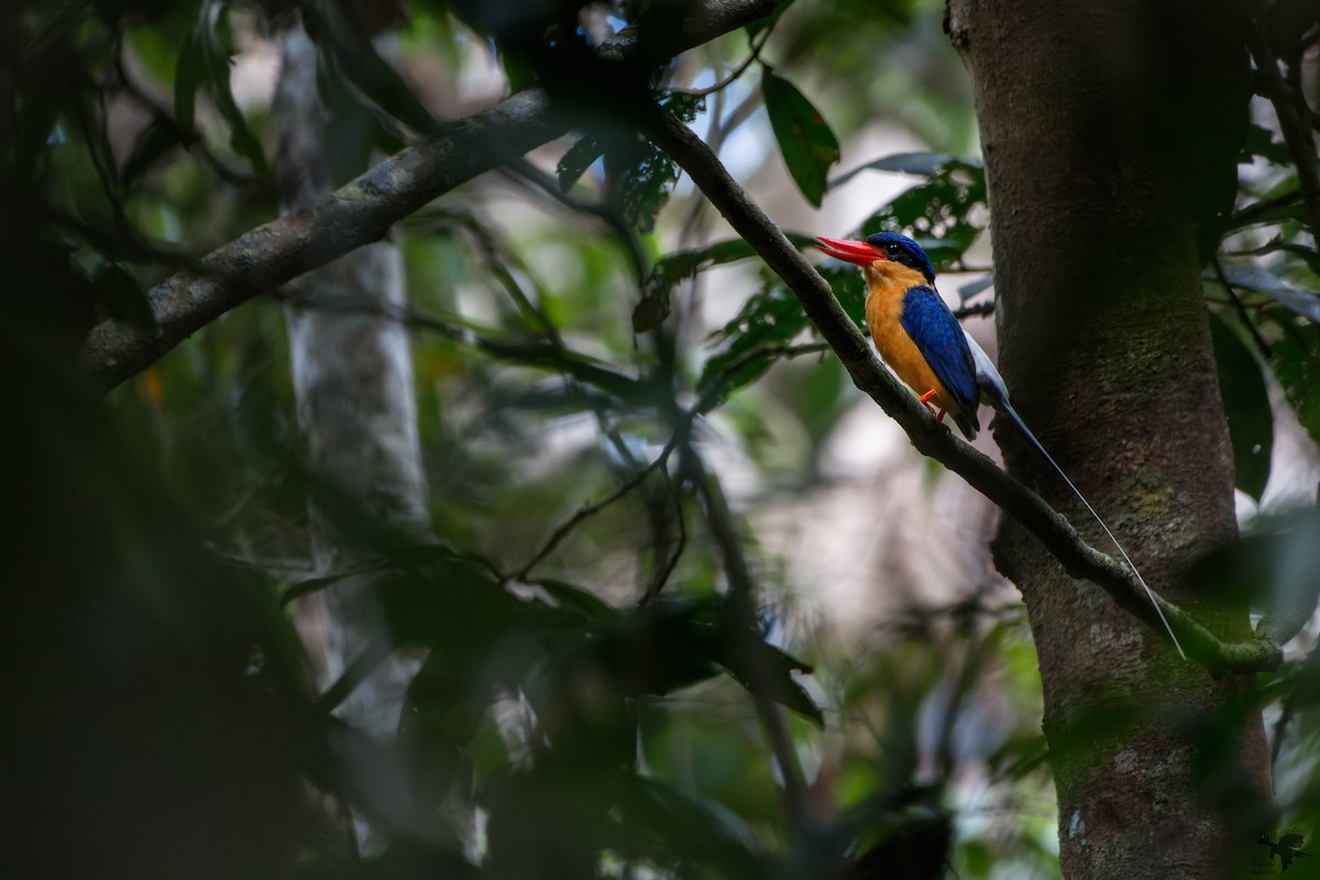Buff-breasted Paradise-Kingfisher - ML623696335