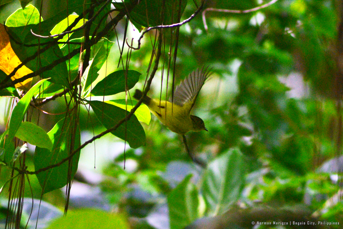 Citrine Canary-Flycatcher - Norman Marigza