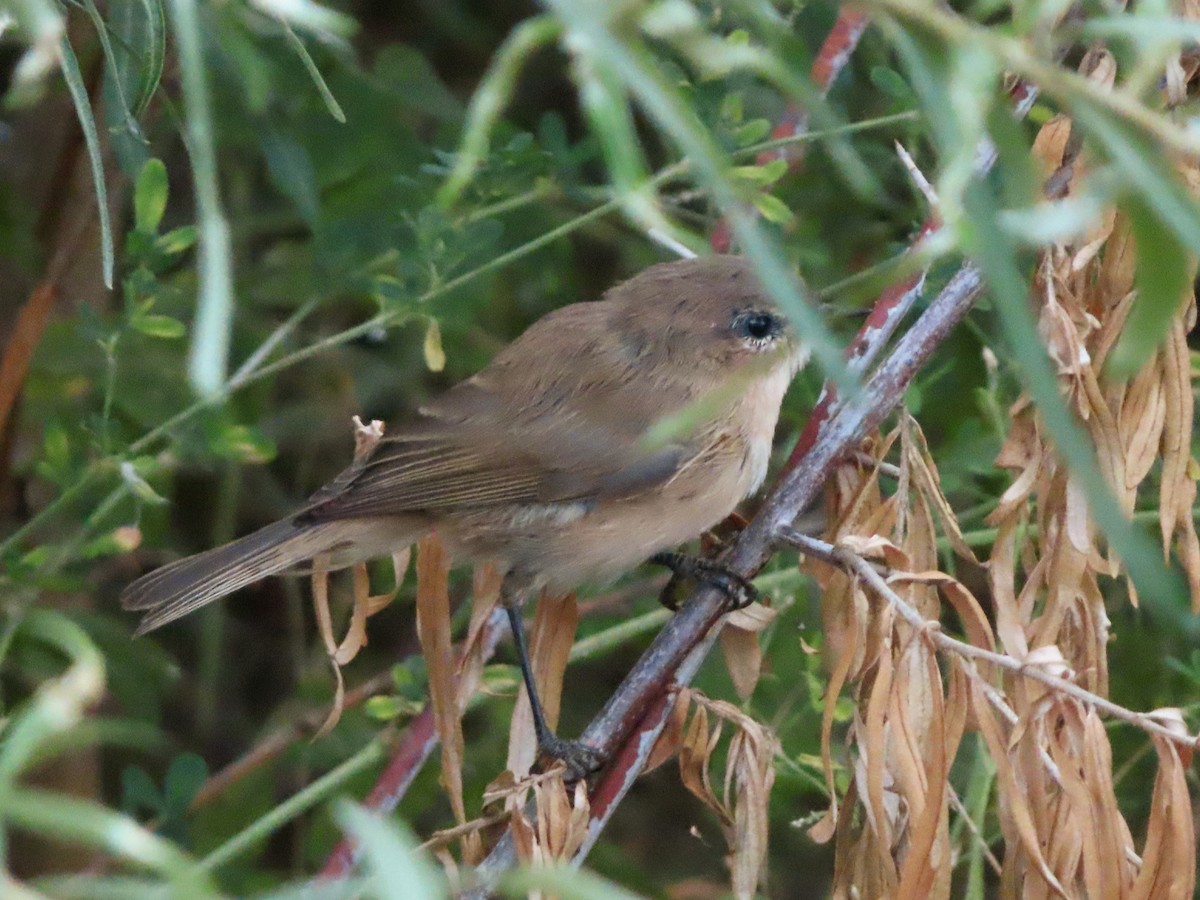 Mountain Chiffchaff - Kseniia Marianna Prondzynska