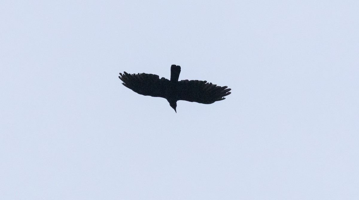 American Crow - ML623696448