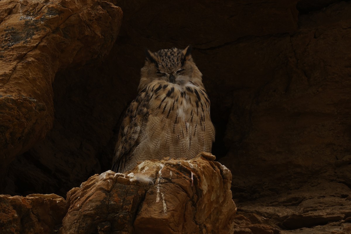 Eurasian Eagle-Owl - ML623696469