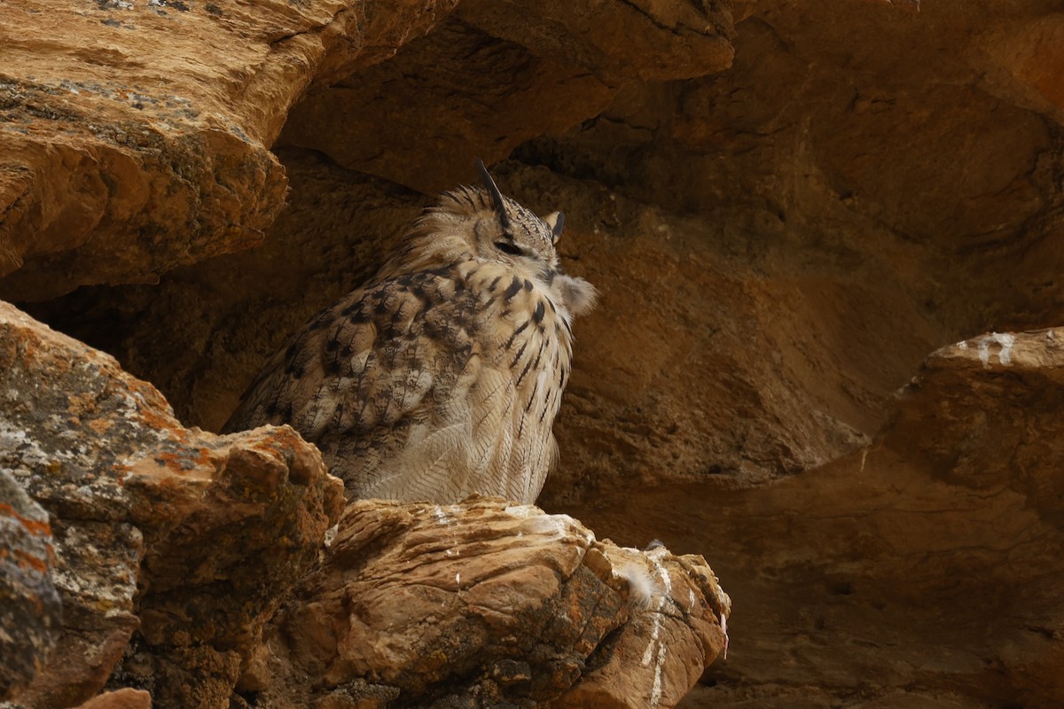 Eurasian Eagle-Owl - Gurmet Stanba