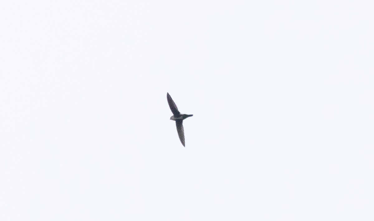 White-throated Swift - ML623696482