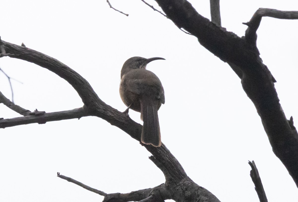 California Thrasher - ML623696501