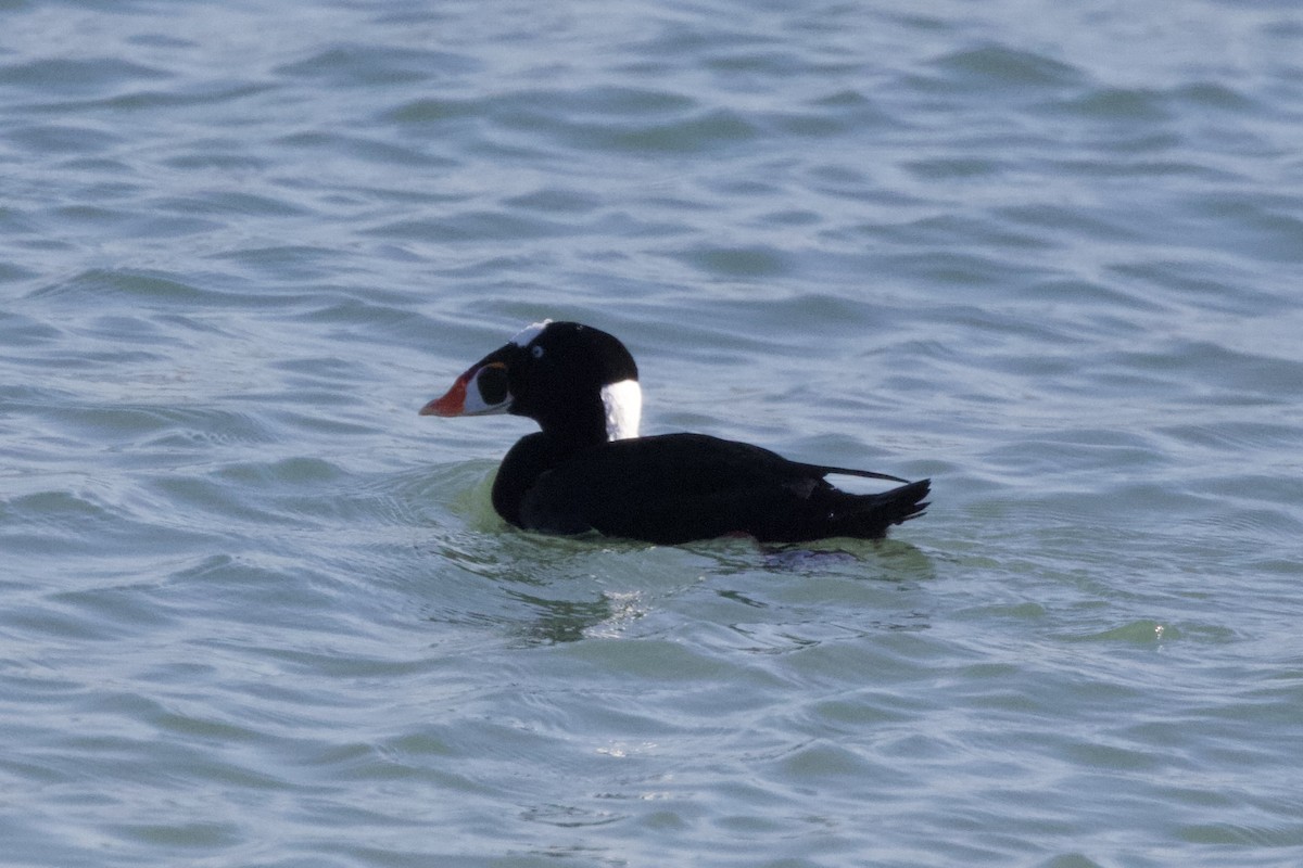 Surf Scoter - ML623696508