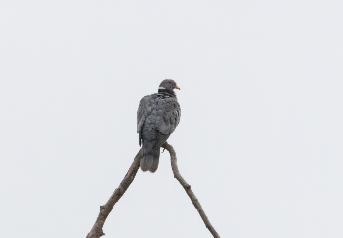 Band-tailed Pigeon - ML623696509