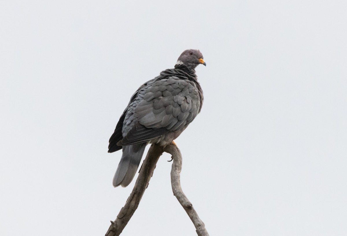 Band-tailed Pigeon - ML623696510