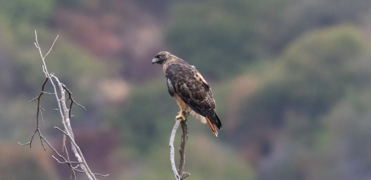 Red-tailed Hawk - ML623696520