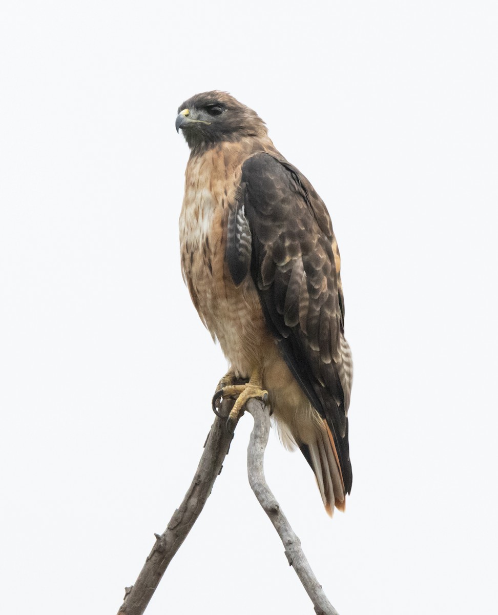 Red-tailed Hawk - ML623696521