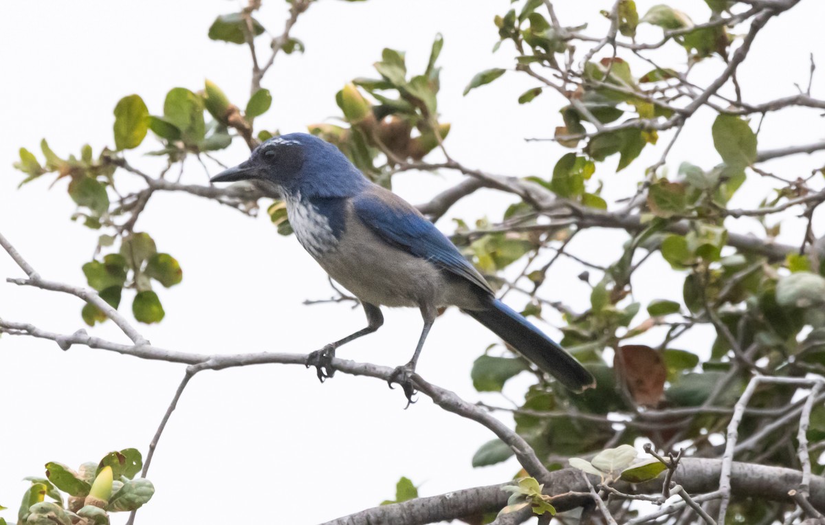 California Scrub-Jay - Timothy Aarons