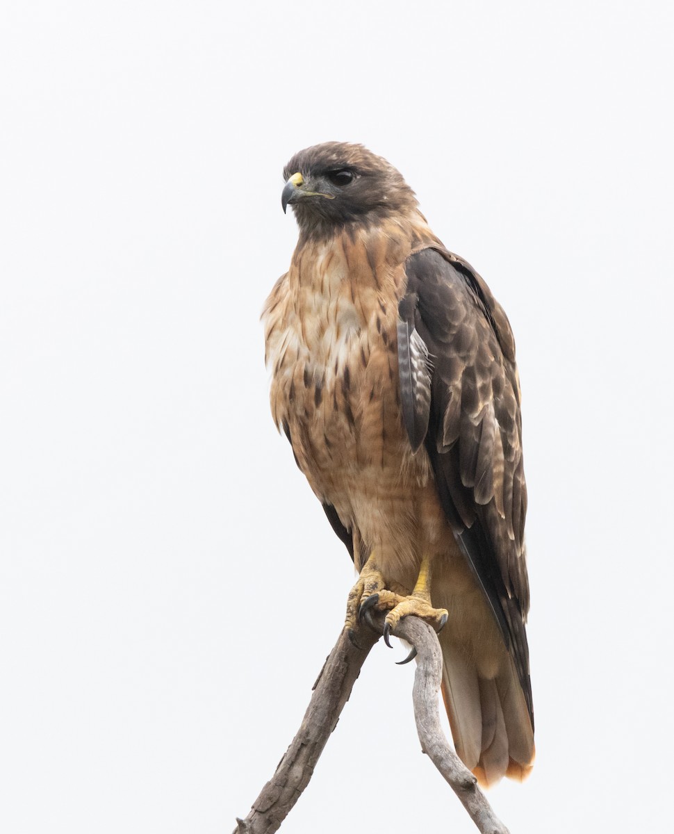 Red-tailed Hawk - ML623696535