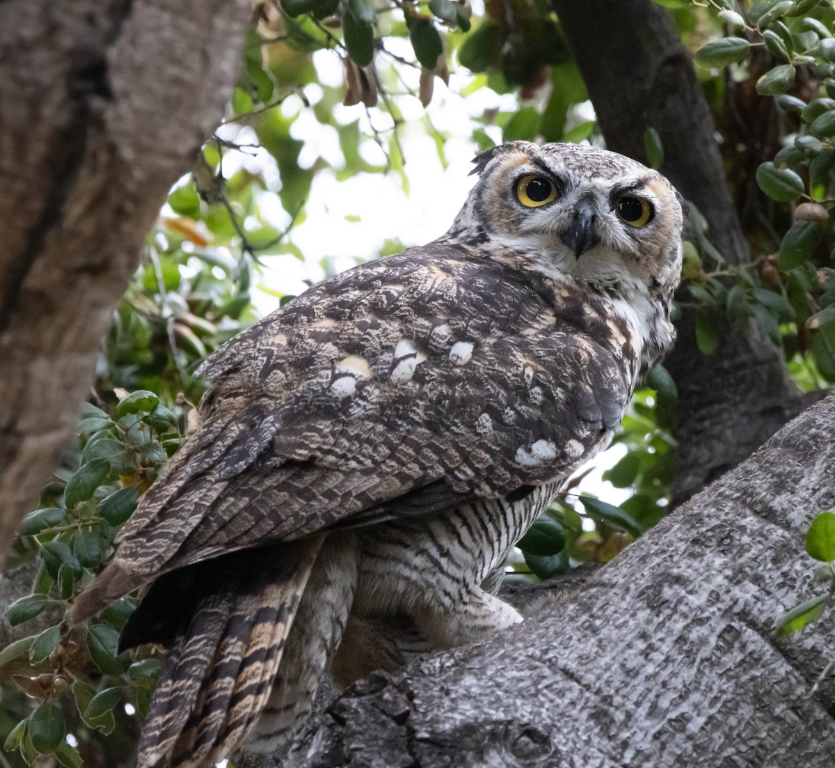 Great Horned Owl - ML623696557