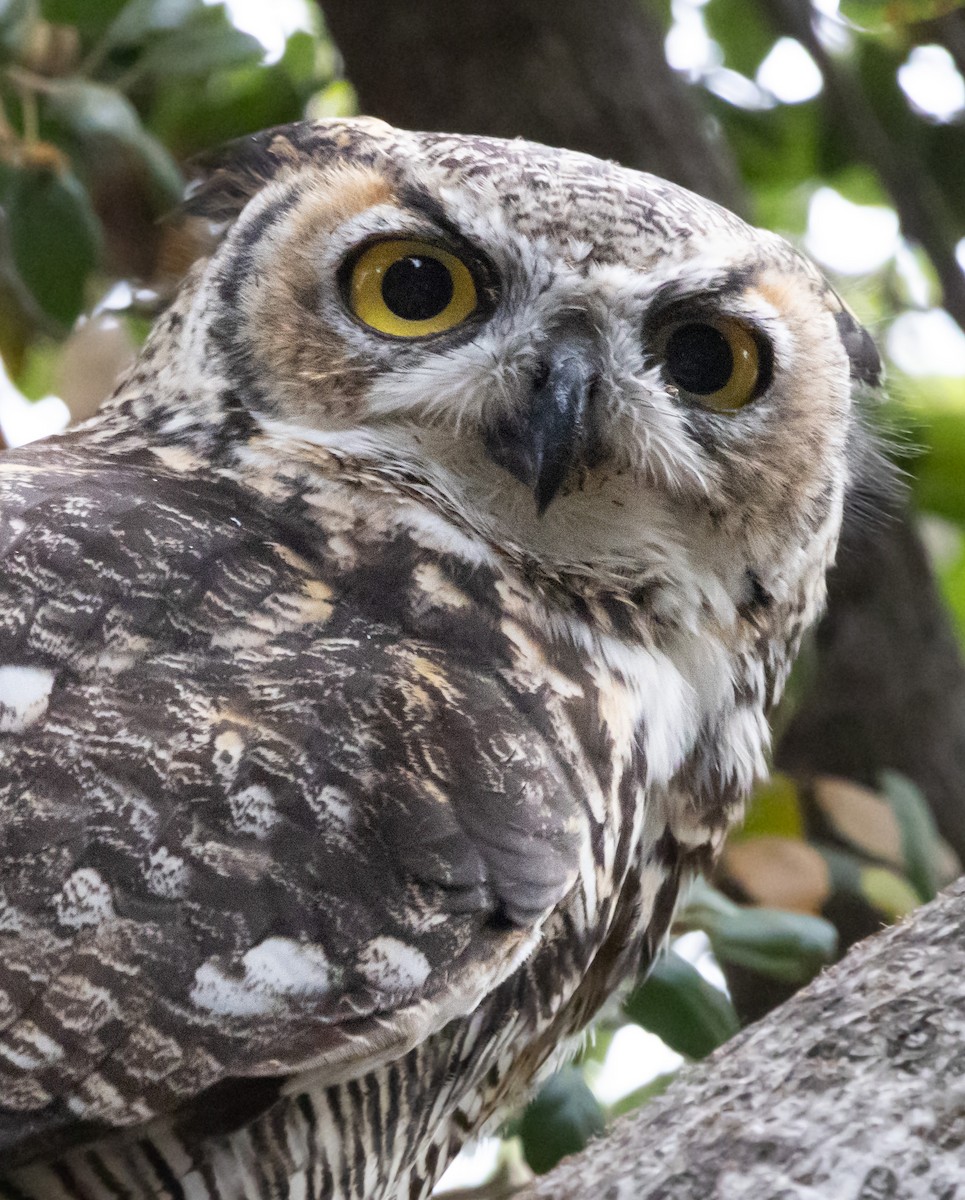 Great Horned Owl - ML623696563