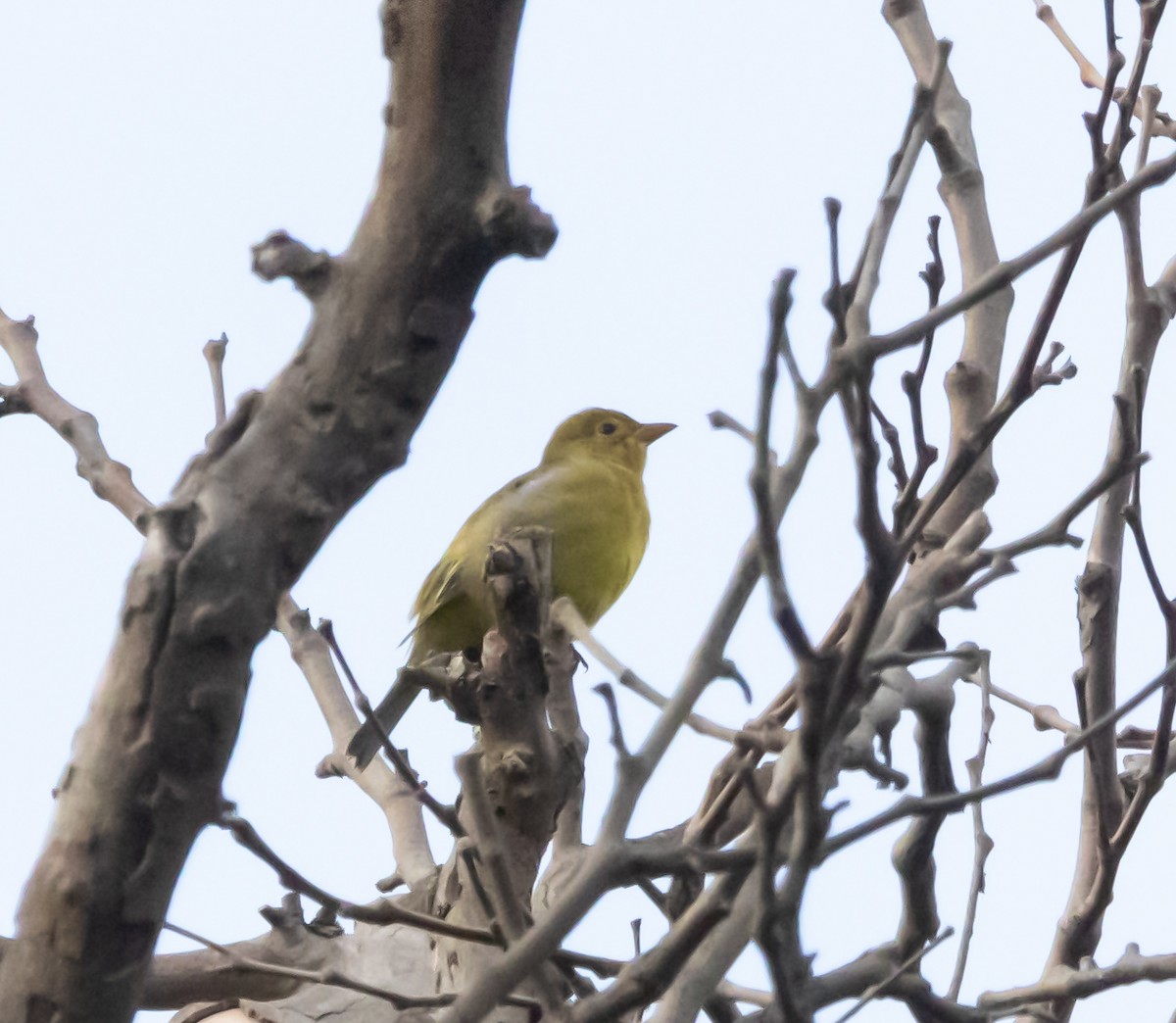 Western Tanager - ML623696571