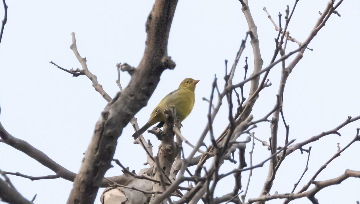 Western Tanager - ML623696577