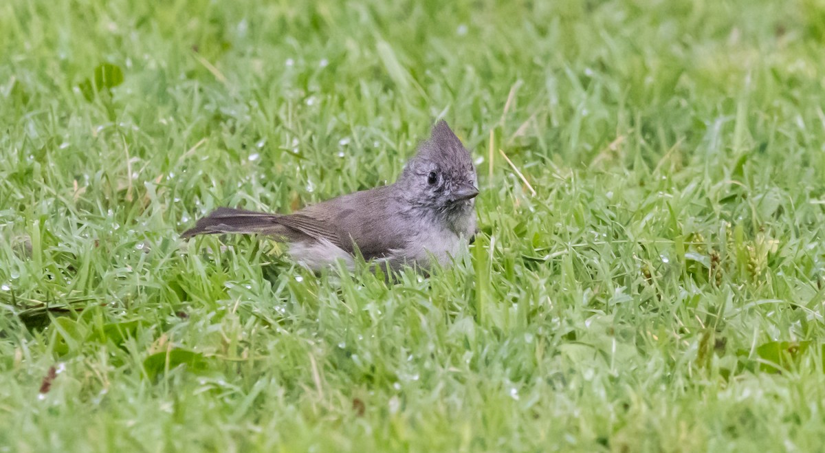 Oak Titmouse - ML623696601