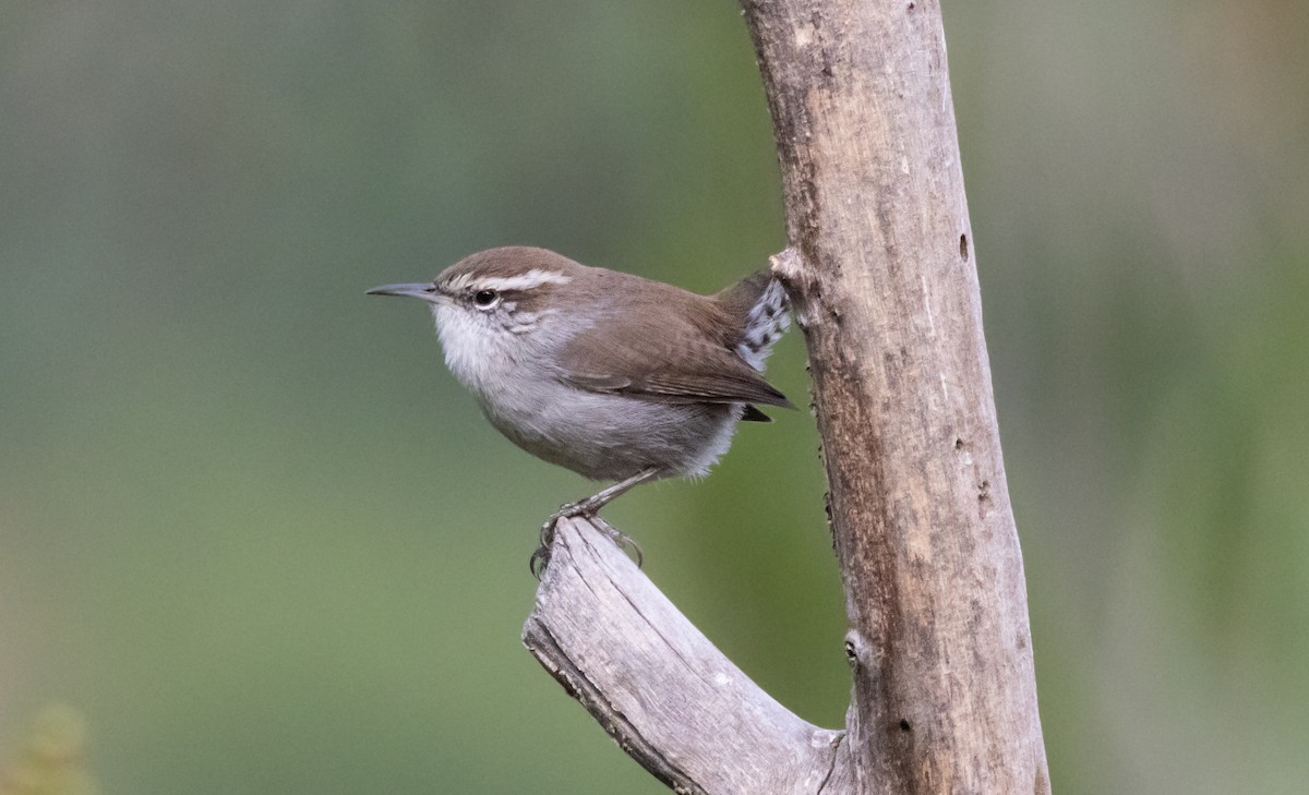 Bewick's Wren - ML623696631