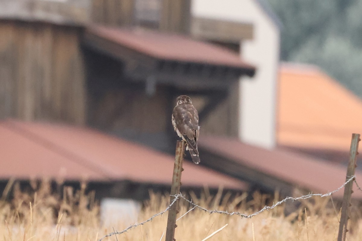 Merlin - ML623696651