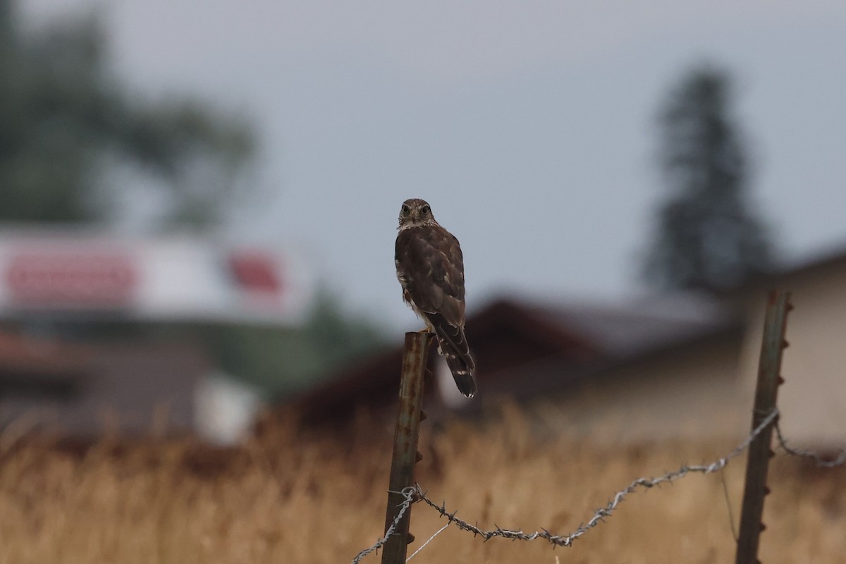 Merlin - ML623696652