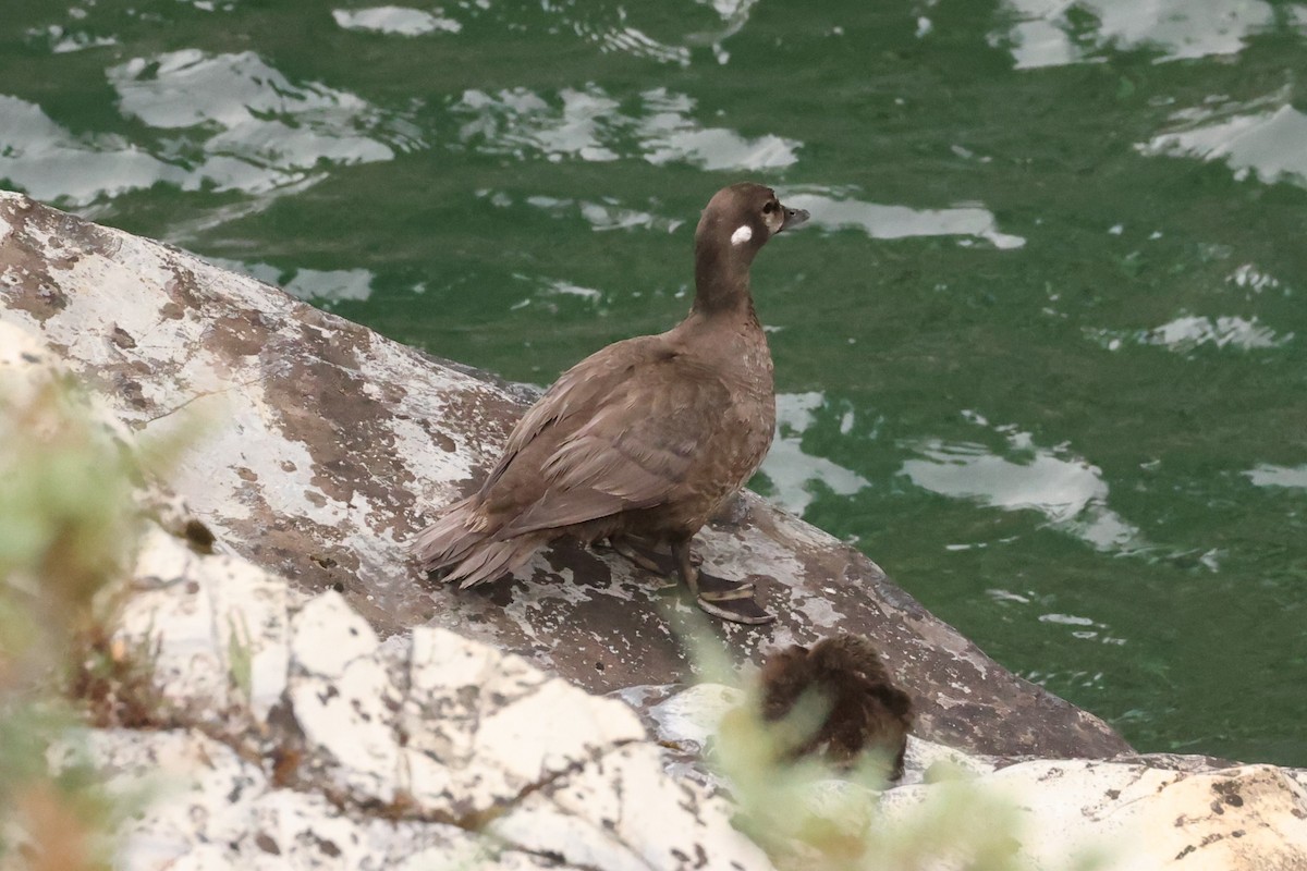 Harlequin Duck - ML623696699