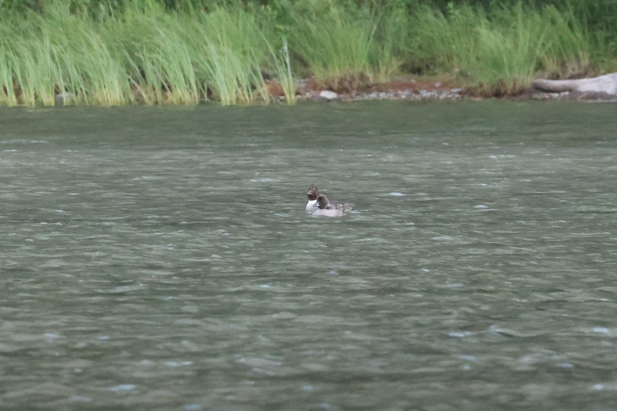 Barrow's Goldeneye - ML623696704