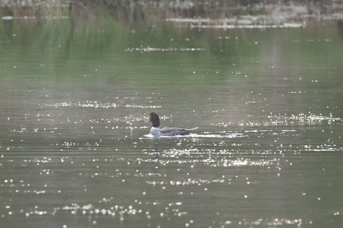 Barrow's Goldeneye - ML623696743